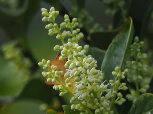 Formosan Sweetspire Bonsai