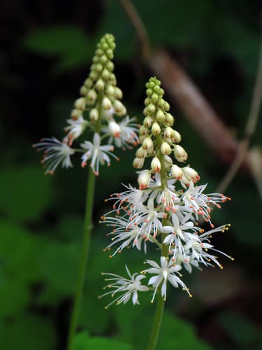 Heartleaf Foamflower