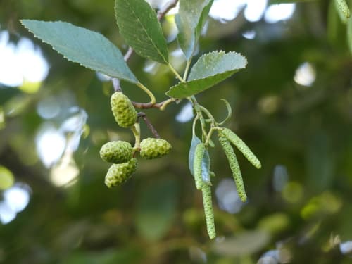 White Alder Bonsai