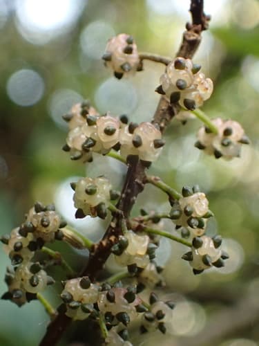 Longpedicel Woodnettle