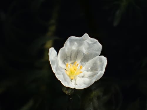 Brazilian Elodea Flower