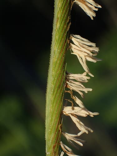 Prairie Cordgrass