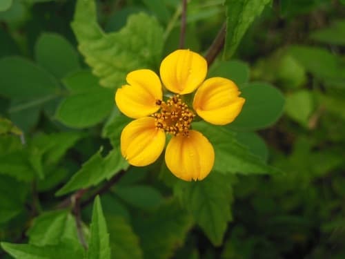 Mexican Bonebract Bonsai
