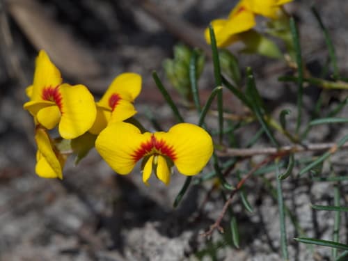 Smooth Parrot-pea Bonsai