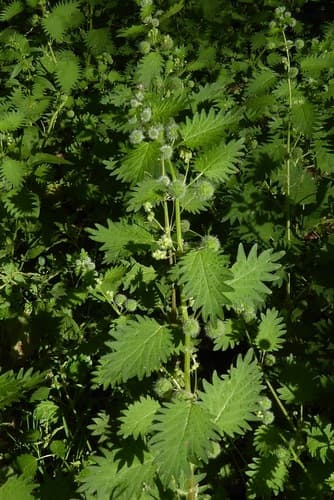 Roman Nettle