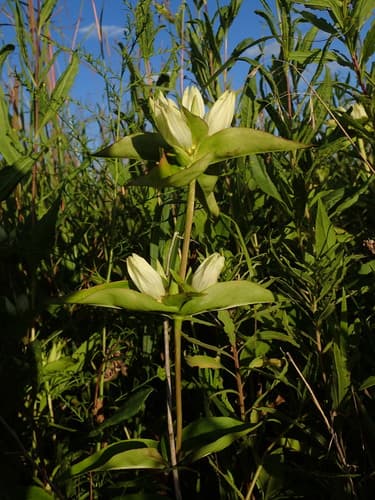 Pale Gentian