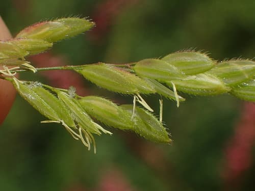 Rice Cutgrass
