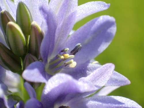 Heartleaf False Pickerelweed