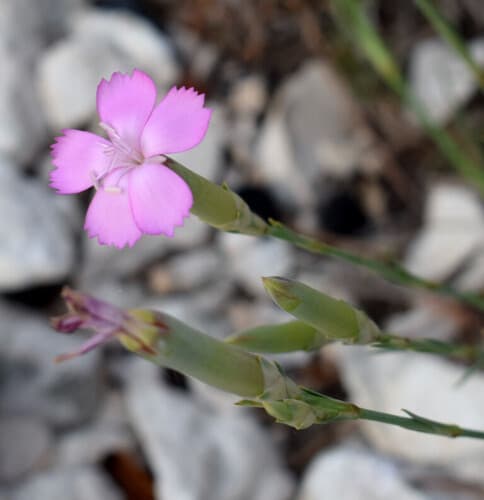 Clove Pink Bonsai