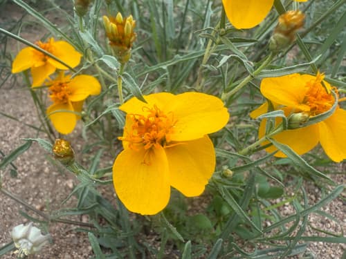Rocky Mountain Zinnia