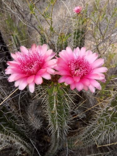 Corryocactus melanotrichus