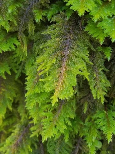 Dendroalsia Moss Bonsai