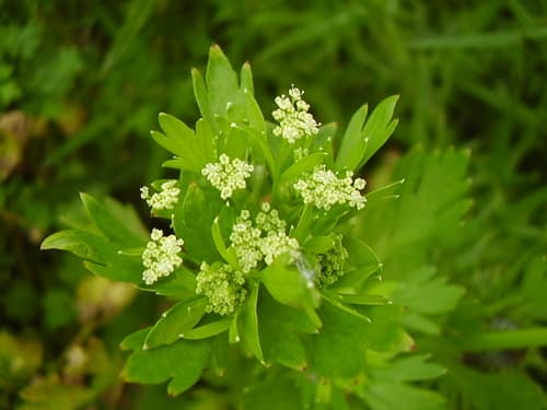 Celery Plant (Not a Bonsai)