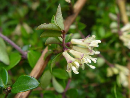 Boxleaf Honeysuckle Bonsai