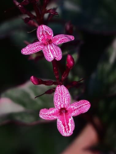 Carruthers' falseface