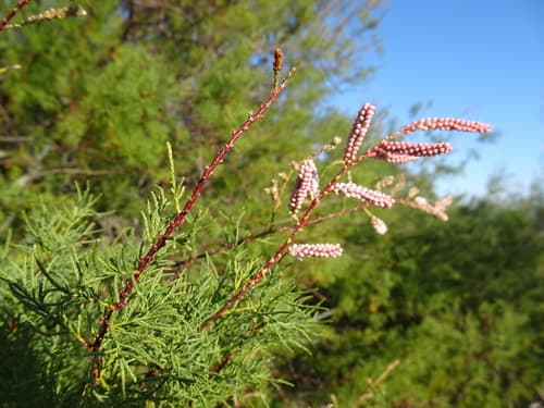 French Tamarisk