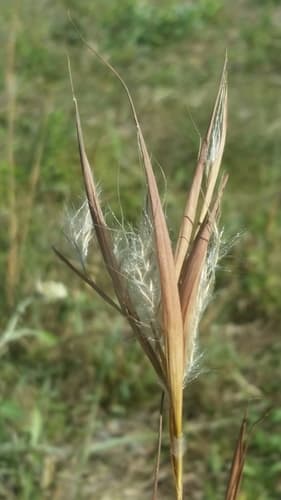 Elliott's Bluestem Bonsai