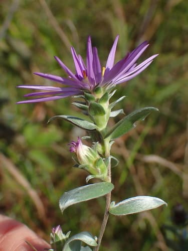Silky Aster