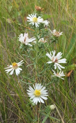 White Prairie Aster