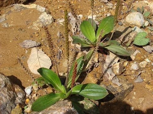 Swamp plantain