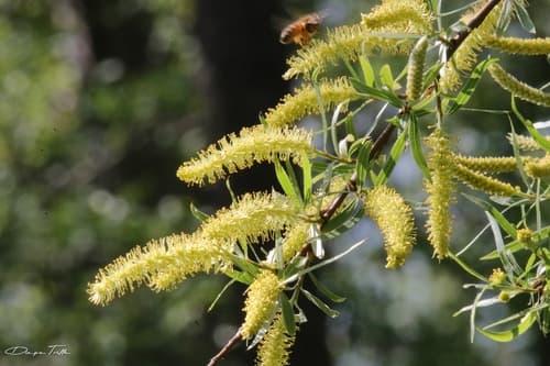 Humboldt's Willow Bonsai