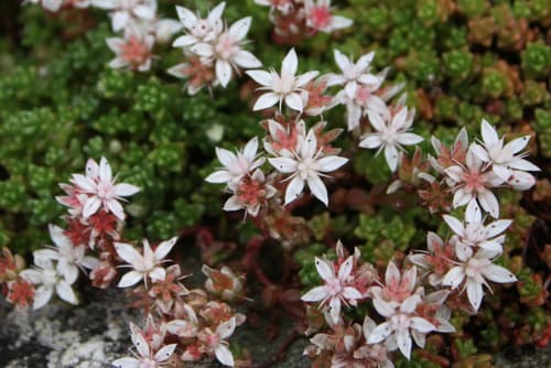 English Stonecrop