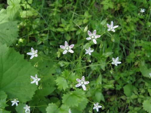 Round-leaved Saxifrage