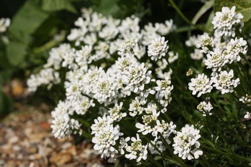Perennial Candytuft