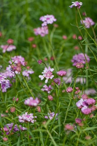 Globe Candytuft (Not a Bonsai)