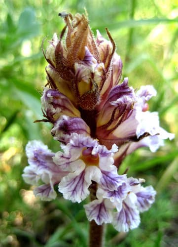 Bean Broomrape