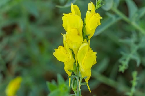 Balkan toadflax
