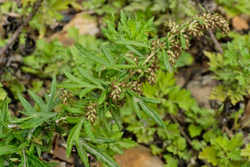 Chinese Mugwort