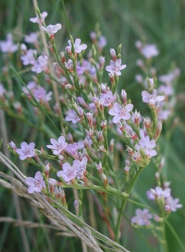 Carolina Sea Lavender