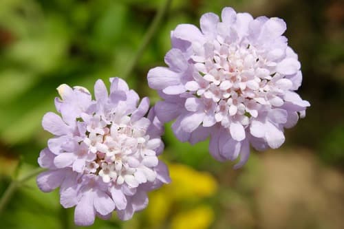 Small Scabious