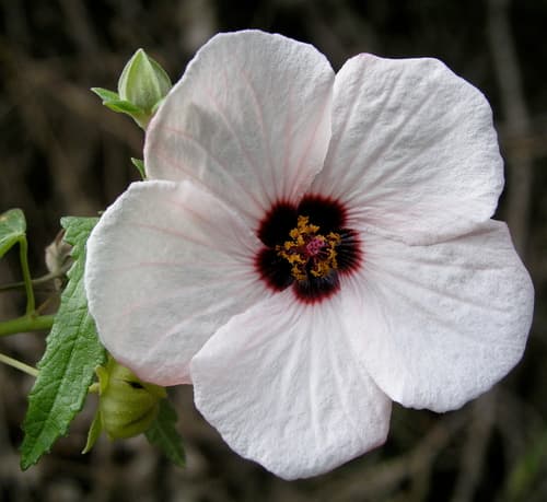 Spearleaf Swampmallow