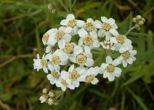 Willowleaf Yarrow