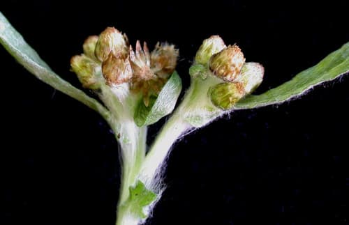 Marsh Cudweed
