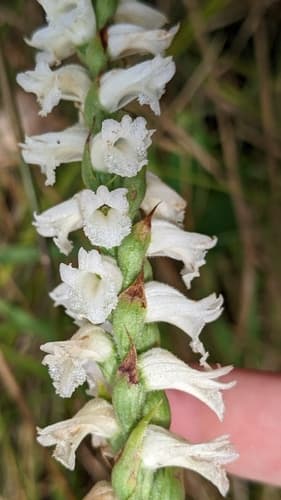 Nodding Ladies' Tresses