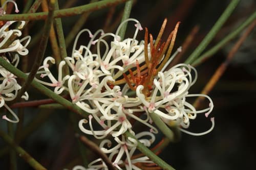 Beaked Hakea