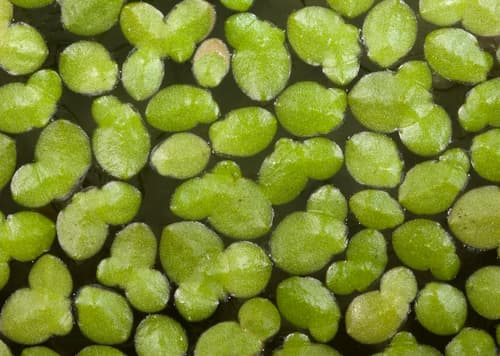 Lesser Duckweed