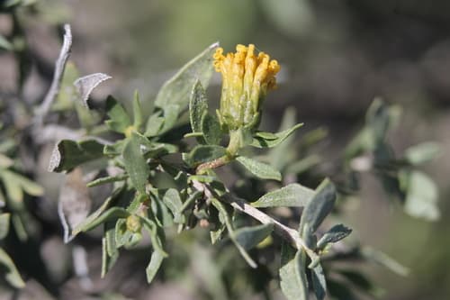 American Tarwort