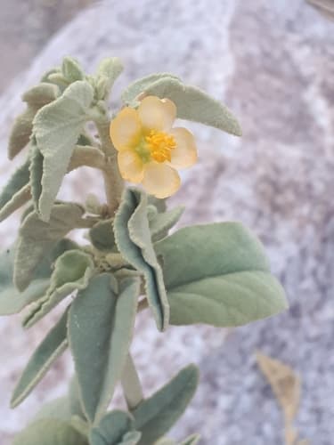 Newberry's velvet-mallow