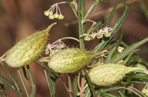 Narrow-leaf Cotton Bush