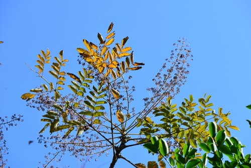 Decaisne's Spikenard Bonsai