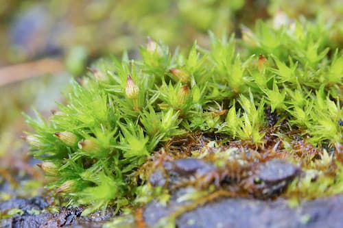 Starry Bristle Moss