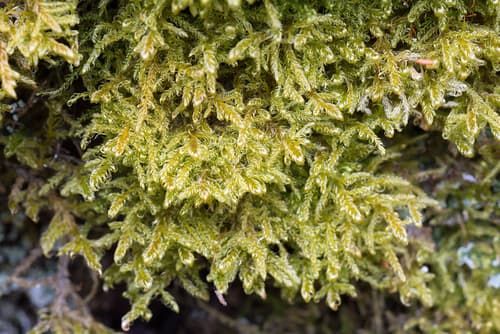 Sickle-leaved Hook-moss
