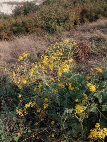 Jacobaea grandidentata