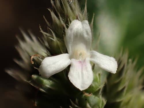 Taiwan Lepidagathis Bonsai