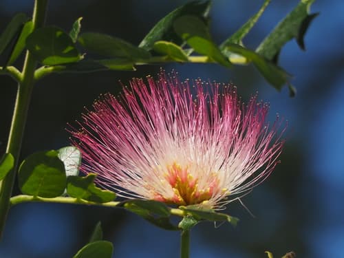 Monkey Pod Tree Bonsai