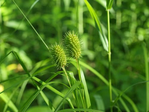 Squarrose Sedge